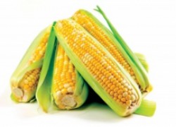 Как обмануть природу и получить больше кукурузы